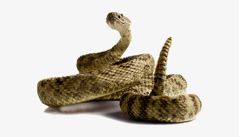 Download Rattlesnake Free Png Photo Images And Clipart - Rattlesnake