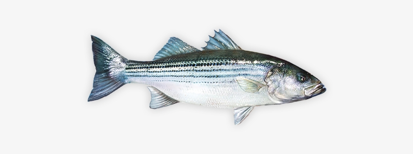 Striped Bass Bass Fishing Tips, Best Fishing, Fly Fishing - Fishing, transparent png download