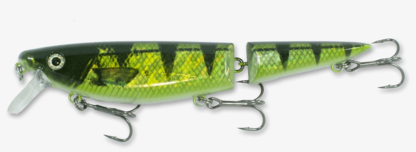 Holo Perch White Belly - Trophy Technology, transparent png download