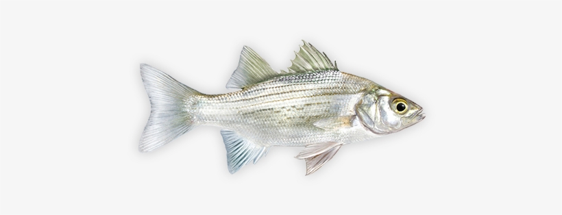 White Bass Decal - White Bass, transparent png download