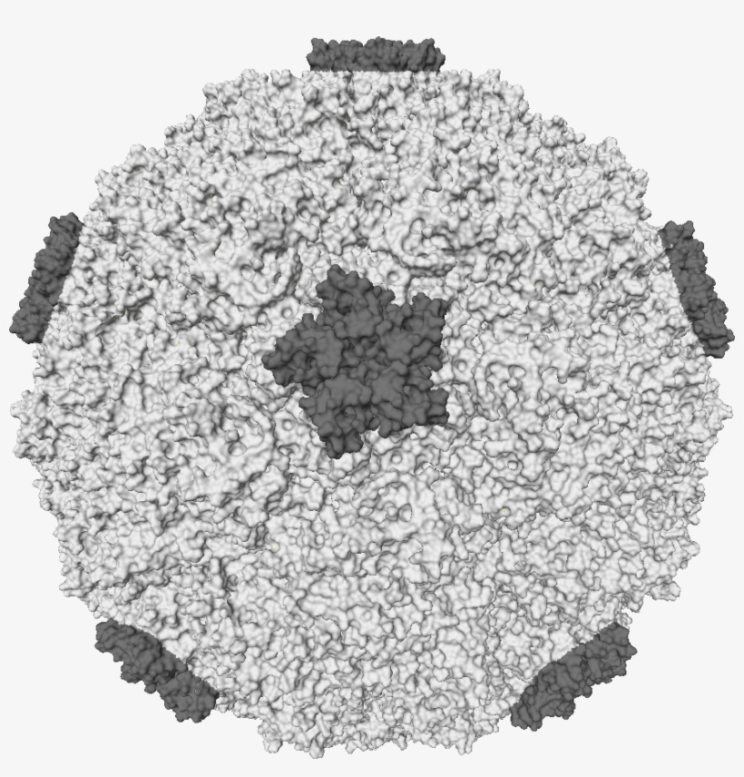 Rhino Virus, transparent png download