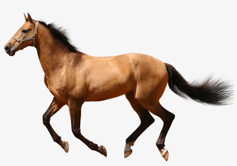 Horse No Background