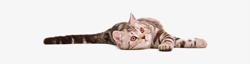 Cat By Eross On - Cat Photo Transparent Background Free, transparent png download