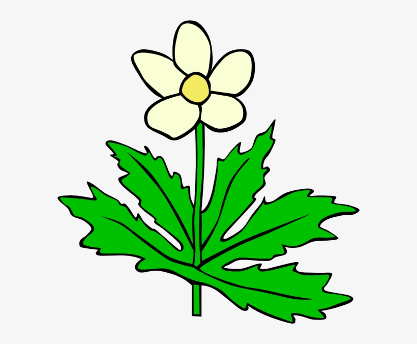 Anemone Canadensis Flower Clip Art Free Vector 4vector - Flower Of Plant Clipart, transparent png download