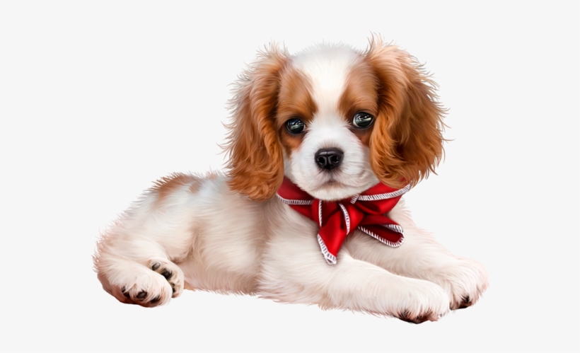 Puppy Images, King Charles Spaniel, - Puppy, transparent png download