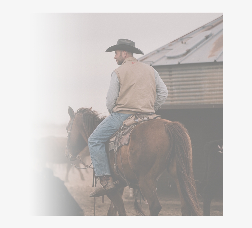 Cattle Feeding Operation - Stallion, transparent png download