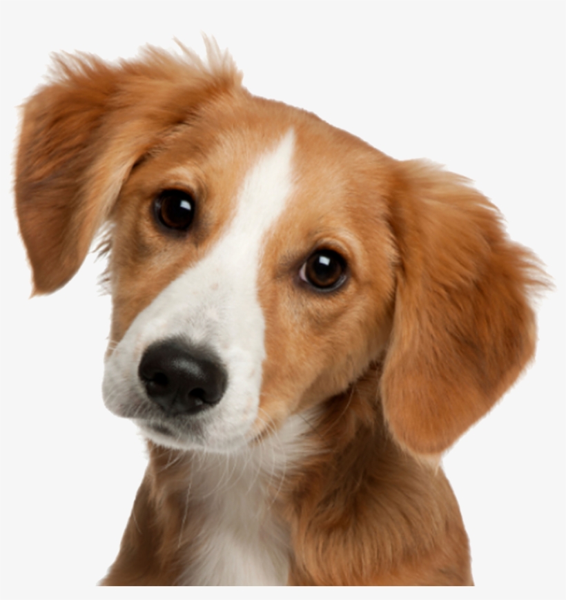 Cute Image - Dog Merchants: Inside The Big Business, transparent png download