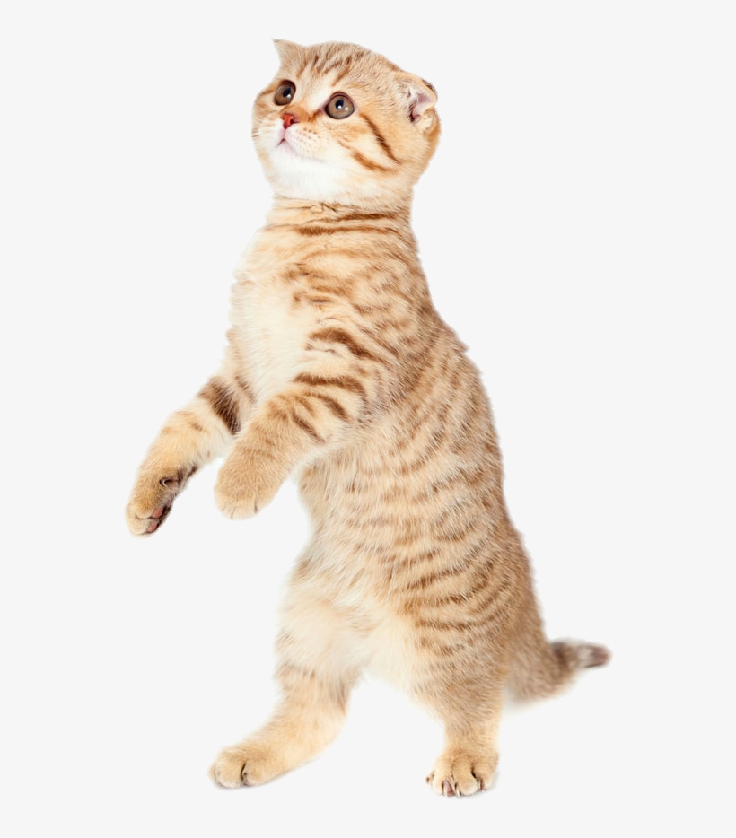 Cute Cat Png Pic - Cat, transparent png download