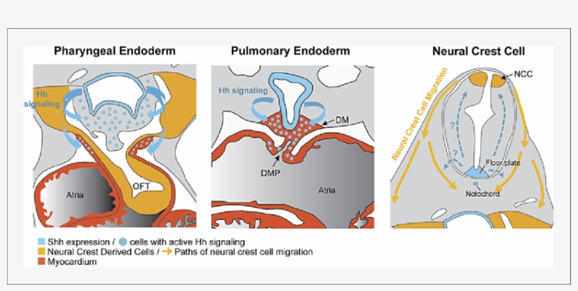 Shh Produced In The Pharyngeal Endoderm Activates Cells - Hedgehog Signaling Of Heart, transparent png download