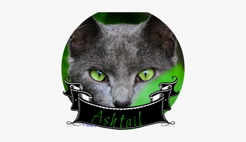 Green Eyes Grey Cat - Cat, transparent png download