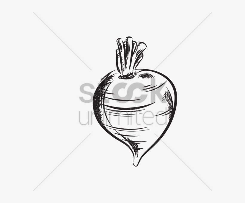 Banner Transparent Stock Turnip At Getdrawings Com - Vector Graphics, transparent png download