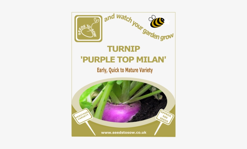 Turnip Purple Top Milan - Seed, transparent png download
