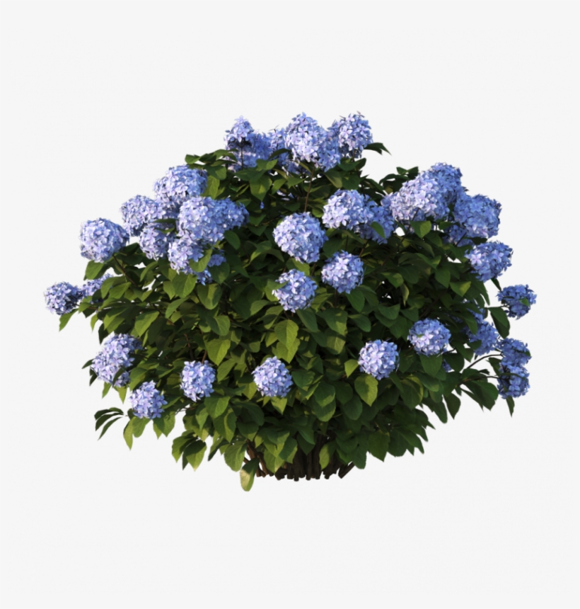 Hortensia 01 - Hydrangea Serrata, transparent png download