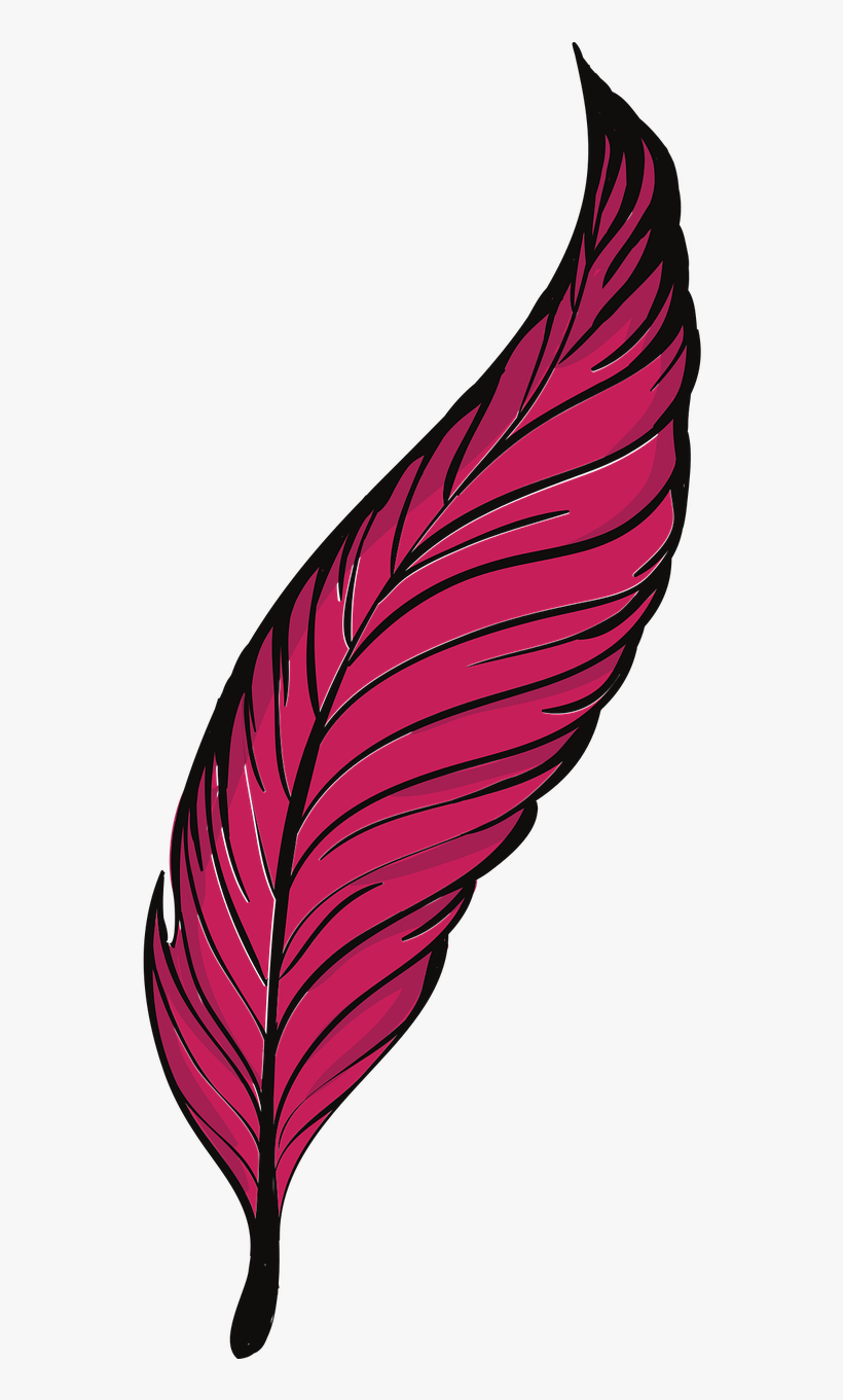 Bird Clip Art Transprent Png Free - Feather, transparent png download