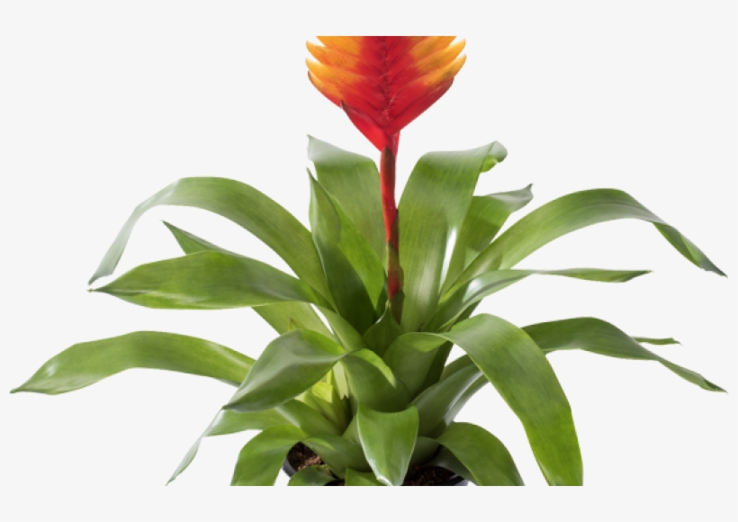 Bromelia, transparent png download