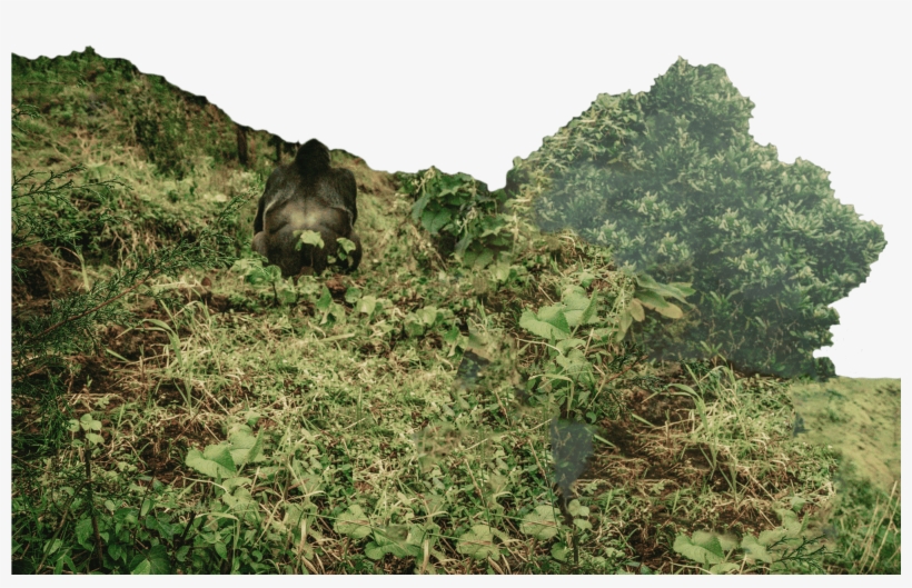 Feat-img11, transparent png download