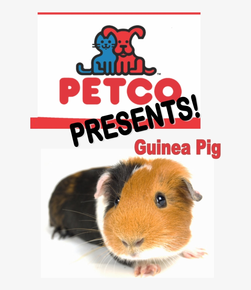 Guinea Pig, transparent png download