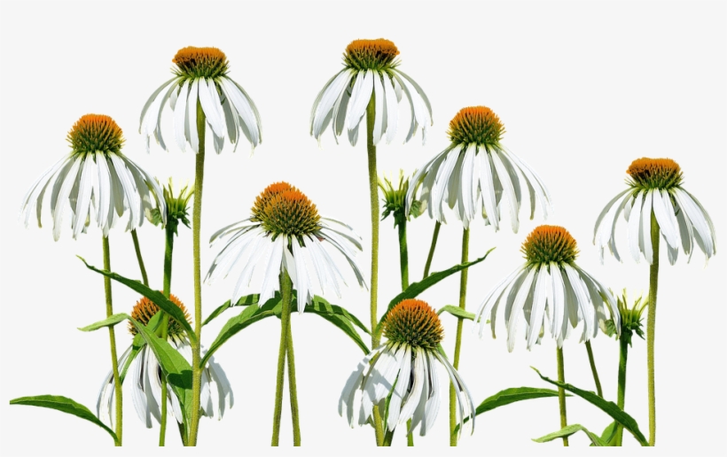 Flower Meadow, Flowers, Wild Flowers, Nature - Transparent Wild Asters Png, transparent png download