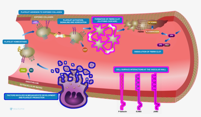 Figure - Platelet Homeostasis, transparent png download