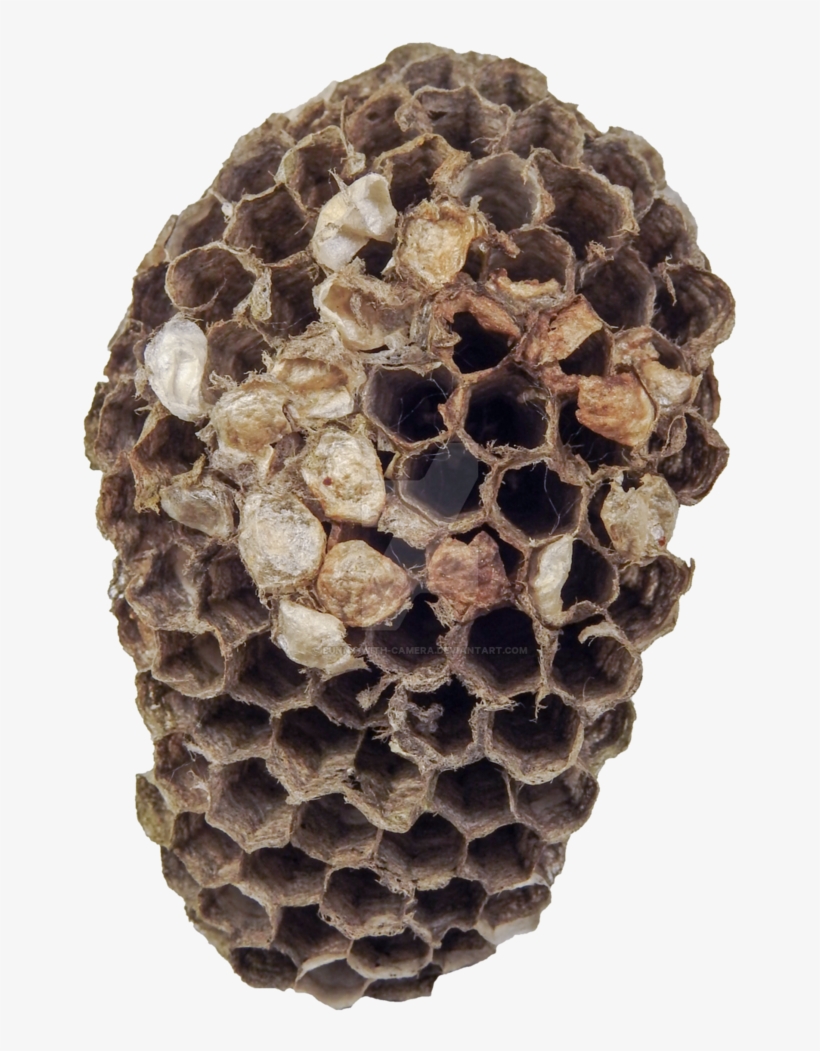 Nest Png By Bunny With Camera On - Wasp Nest Png, transparent png download