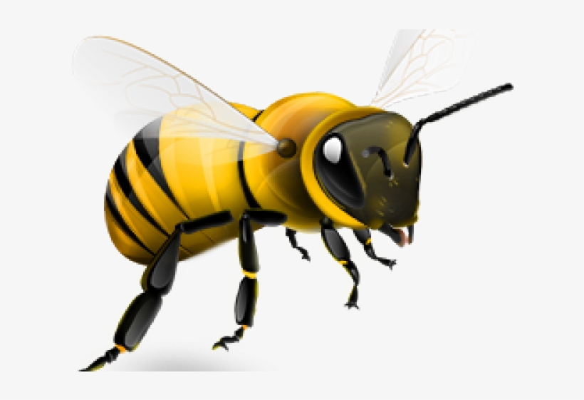 Transparent Background Honey Bee Png, transparent png download