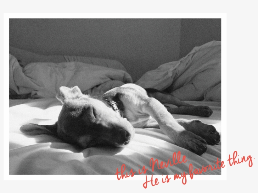 Neville About Page Image - Companion Dog, transparent png download