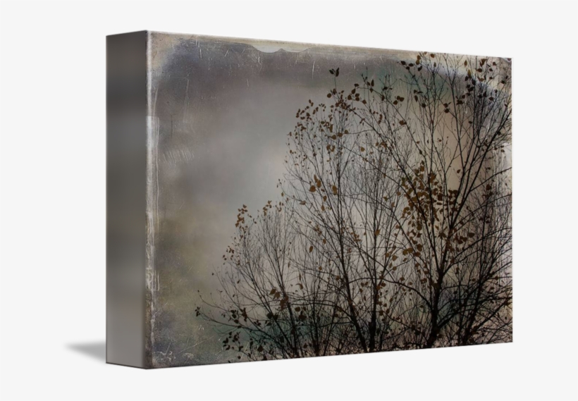 River Birch Png - Wood, transparent png download