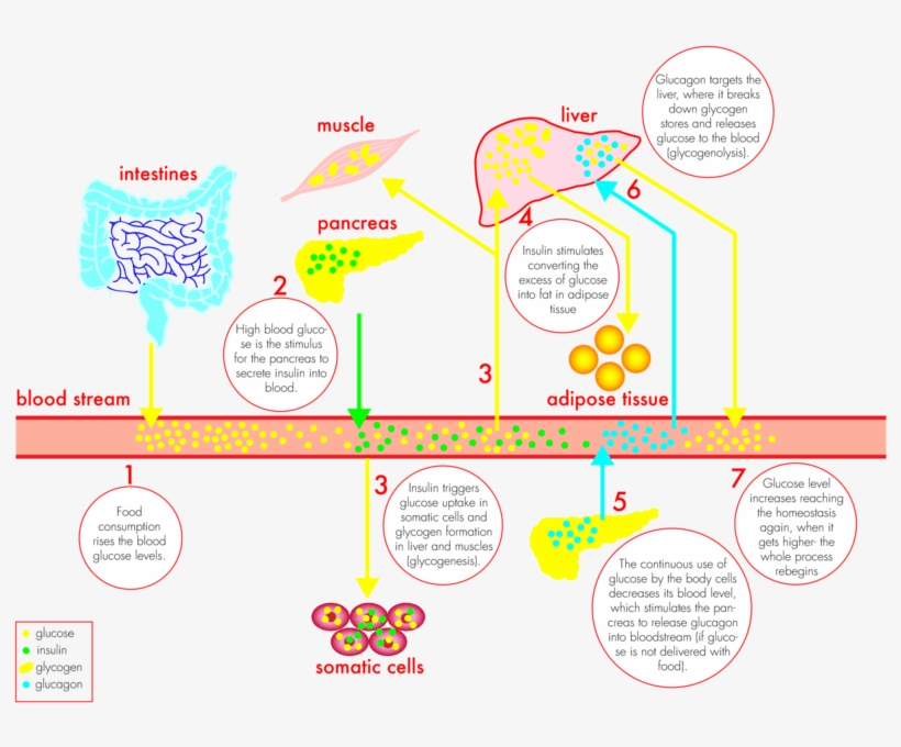 By Hyperglycemia As A Result Of Improper Insulin Secretion - Cartoon, transparent png download