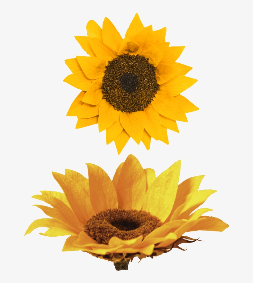 Nido Girasol - Sunflower, transparent png download