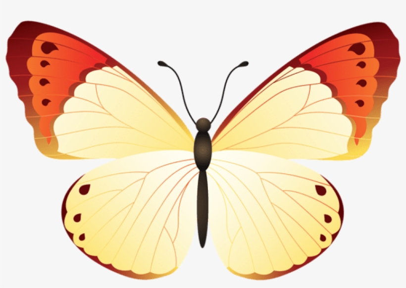 Free Png Download Butterfly Clipart Png Photo Png Images - Large Copper, transparent png download