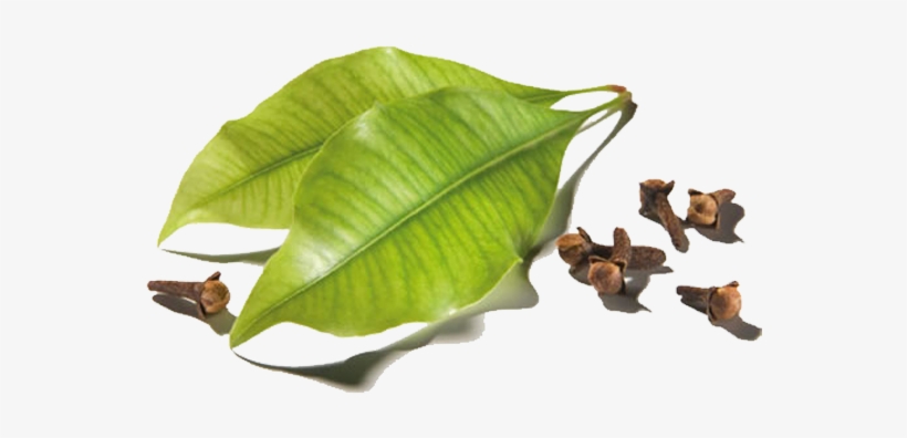 24 - Clove Leaf, transparent png download