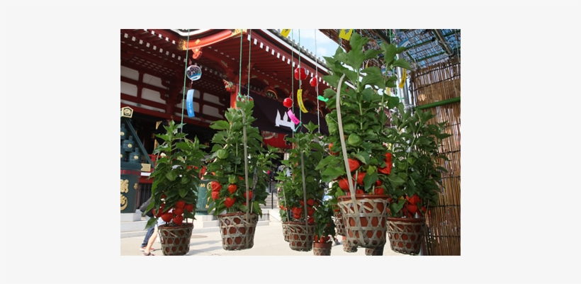 Senso-ji Temple - Picket Fence, transparent png download