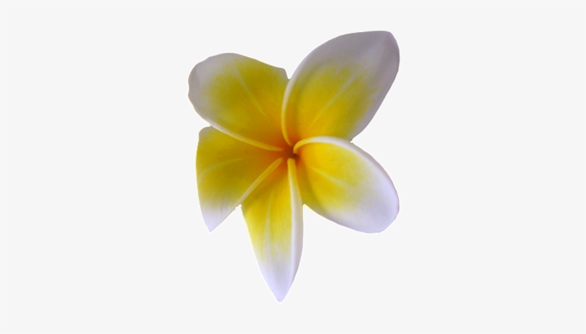 This Graphics Is Exempted Flower About No Buckle, Small - Frangipani, transparent png download