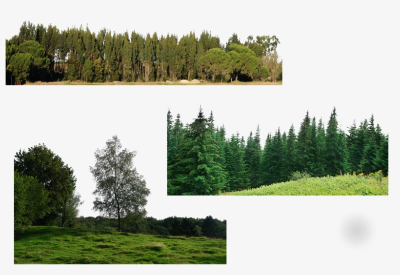 Trees Png - Many Trees Png, transparent png download