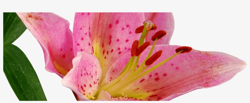 Tiger Lily, transparent png download