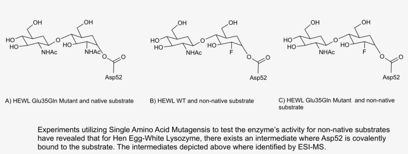 Lysozymeintermediates Copy - Aspartate And Glutamate Lysozyme, transparent png download