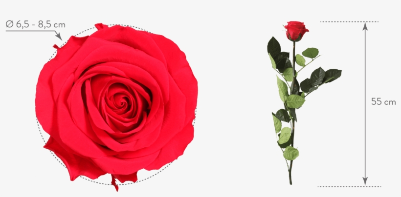 Verdissimo Forever Rose Red - Rose, transparent png download