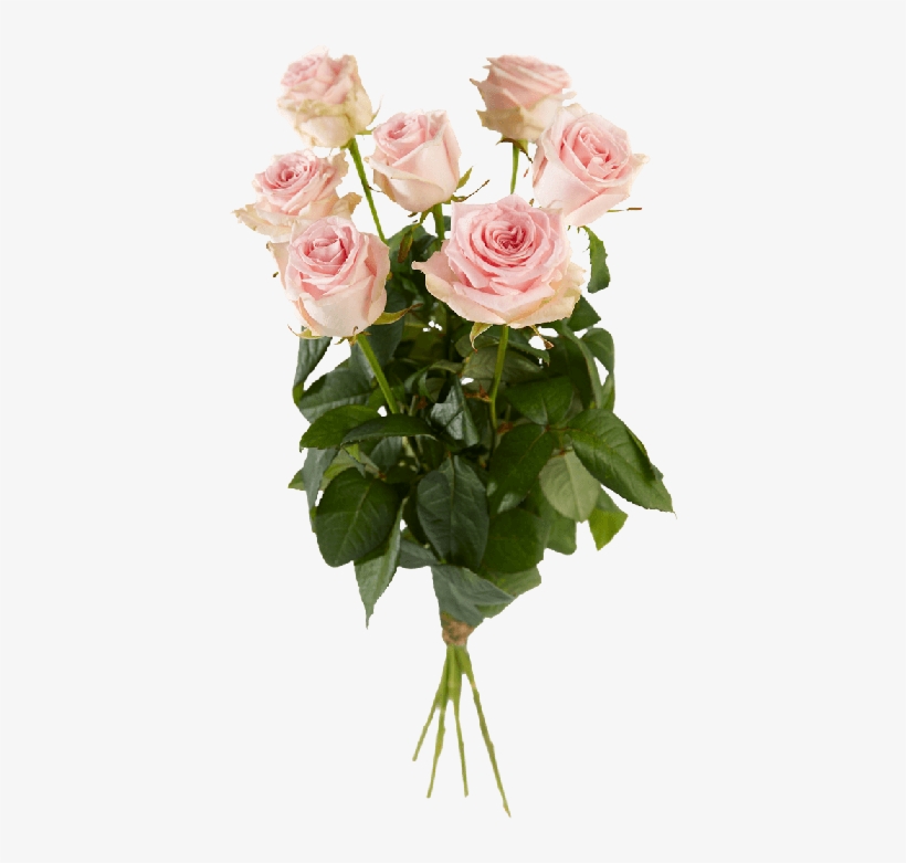 Single Pink Roses - Rose, transparent png download