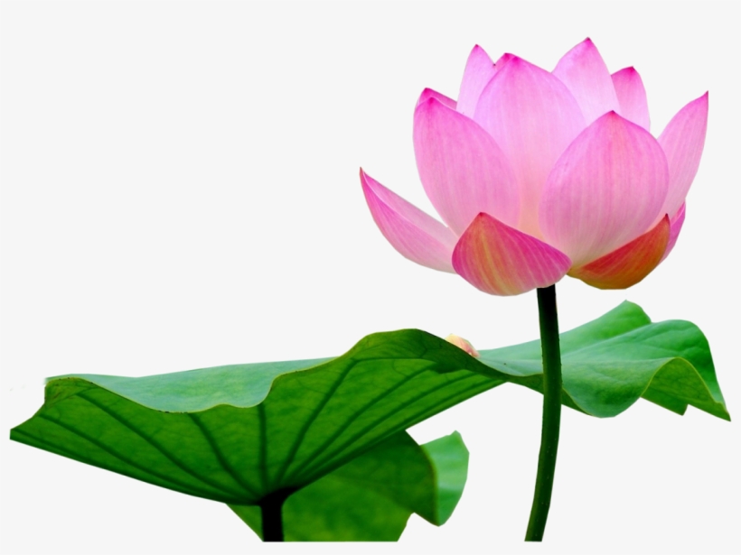 Lotus Png, transparent png download