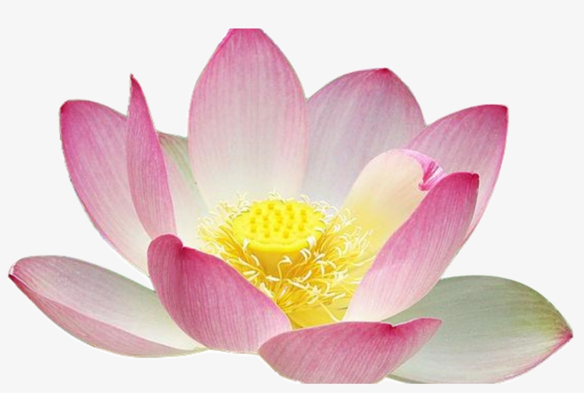 Clipart Flower Free Lotus Clipart Collection Free Simple - Lotus Flower, transparent png download