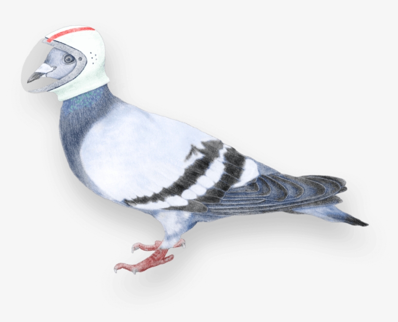 Since 2006 We've Been Bringing Digital Know How, User-focused - Blue Jay, transparent png download
