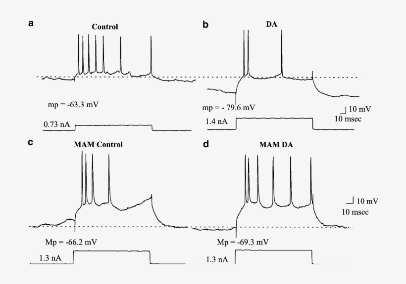 Topical Administration Of Da To Superficial Lamina - Diagram, transparent png download