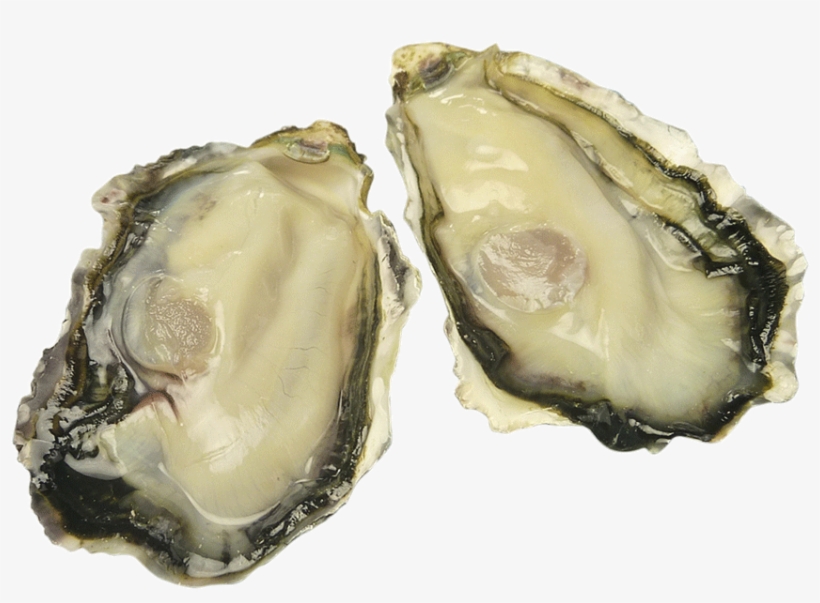 Special Grade Japanese Oyster Copy - Tiostrea Chilensis, transparent png download
