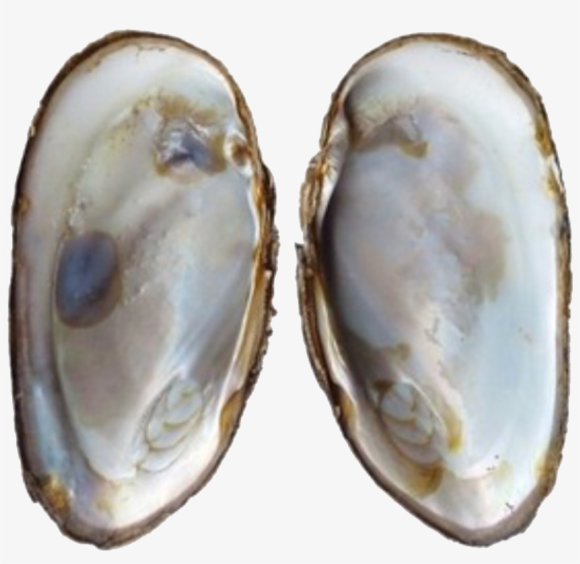 Oysters Brown Polyvore Moodboard Filler Pearl - Mother Of Pearl Shell, transparent png download