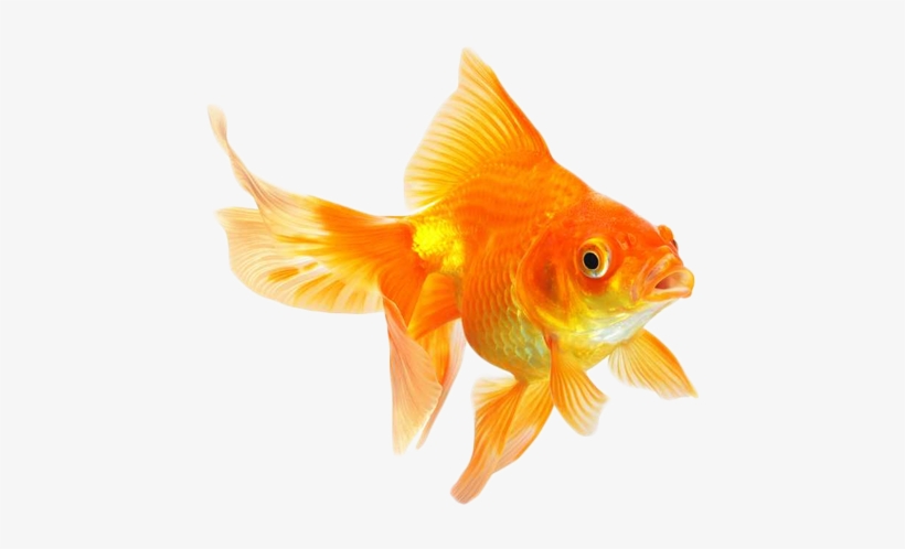 Write - Goldfish Animal, transparent png download