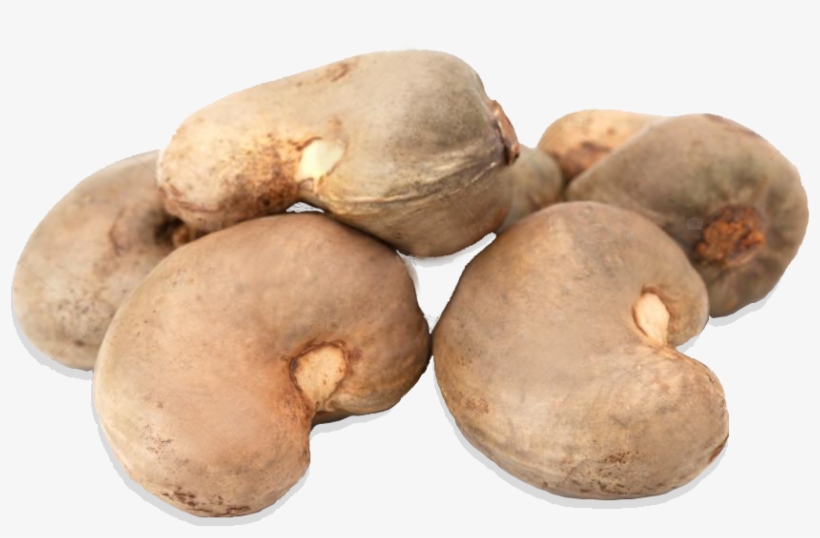 Our Flagship Product Is The Cashew Nut - Russet Burbank Potato, transparent png download