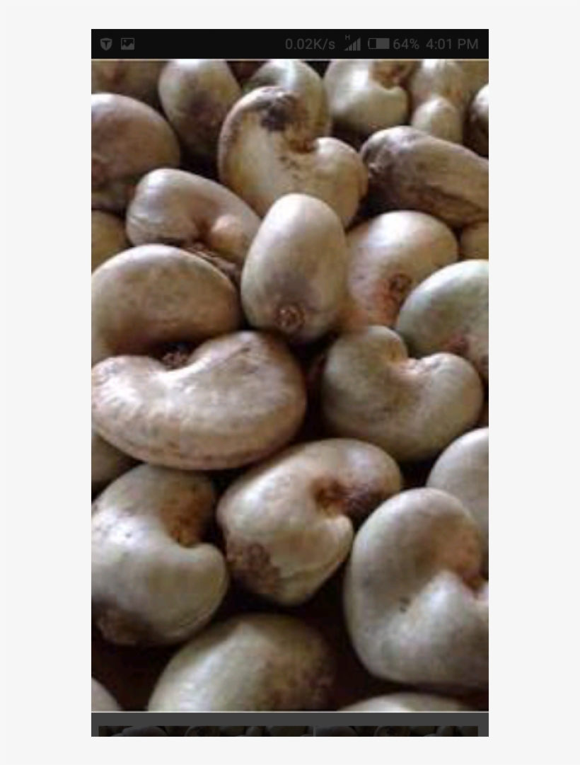 Cashew Nut With Shell, transparent png download
