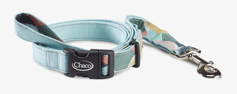 kaleido katydid chaco