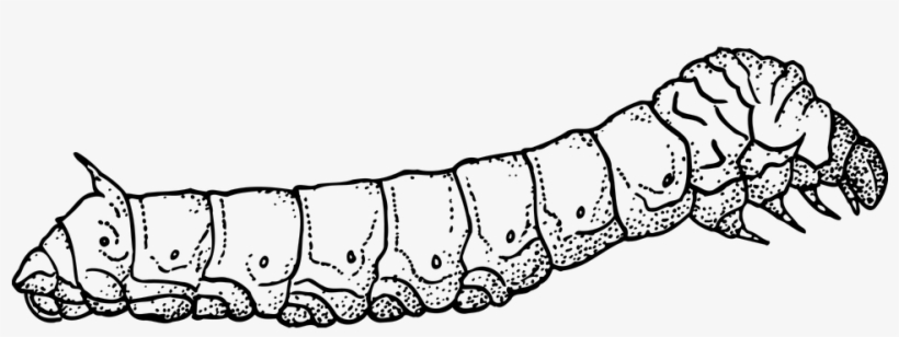 Outline Picture Of Silkworm, transparent png download