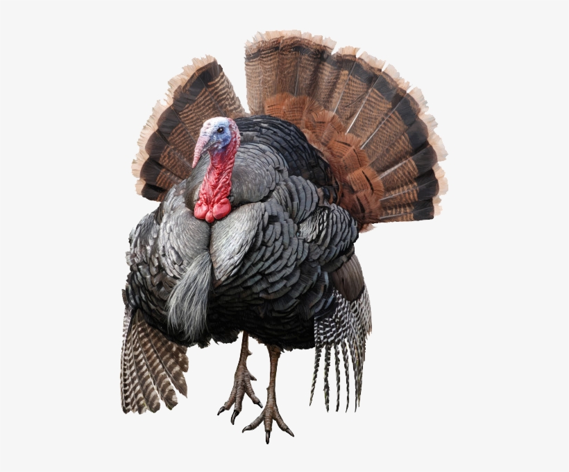 Wild Turkey Png Free Download, transparent png download